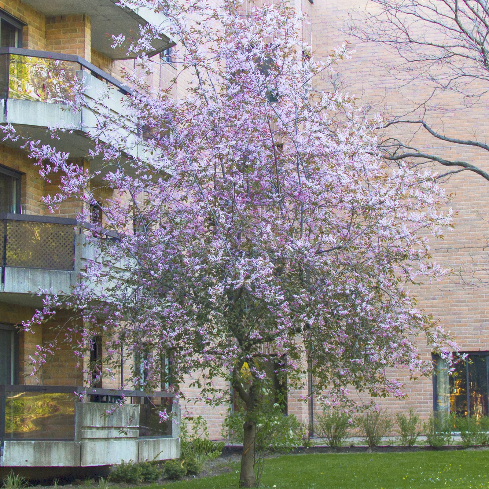 Spring scenery at Le Russell